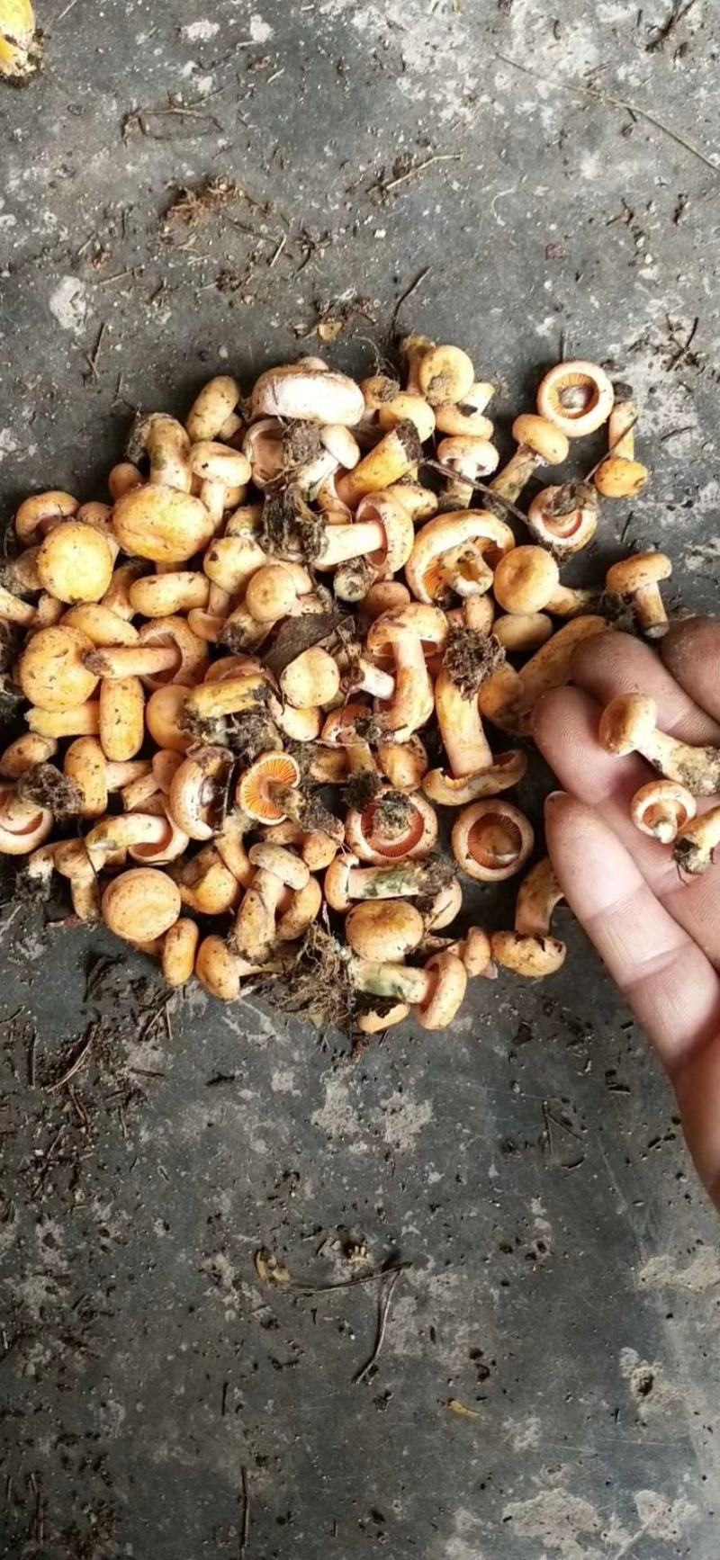 纯精品三指以下