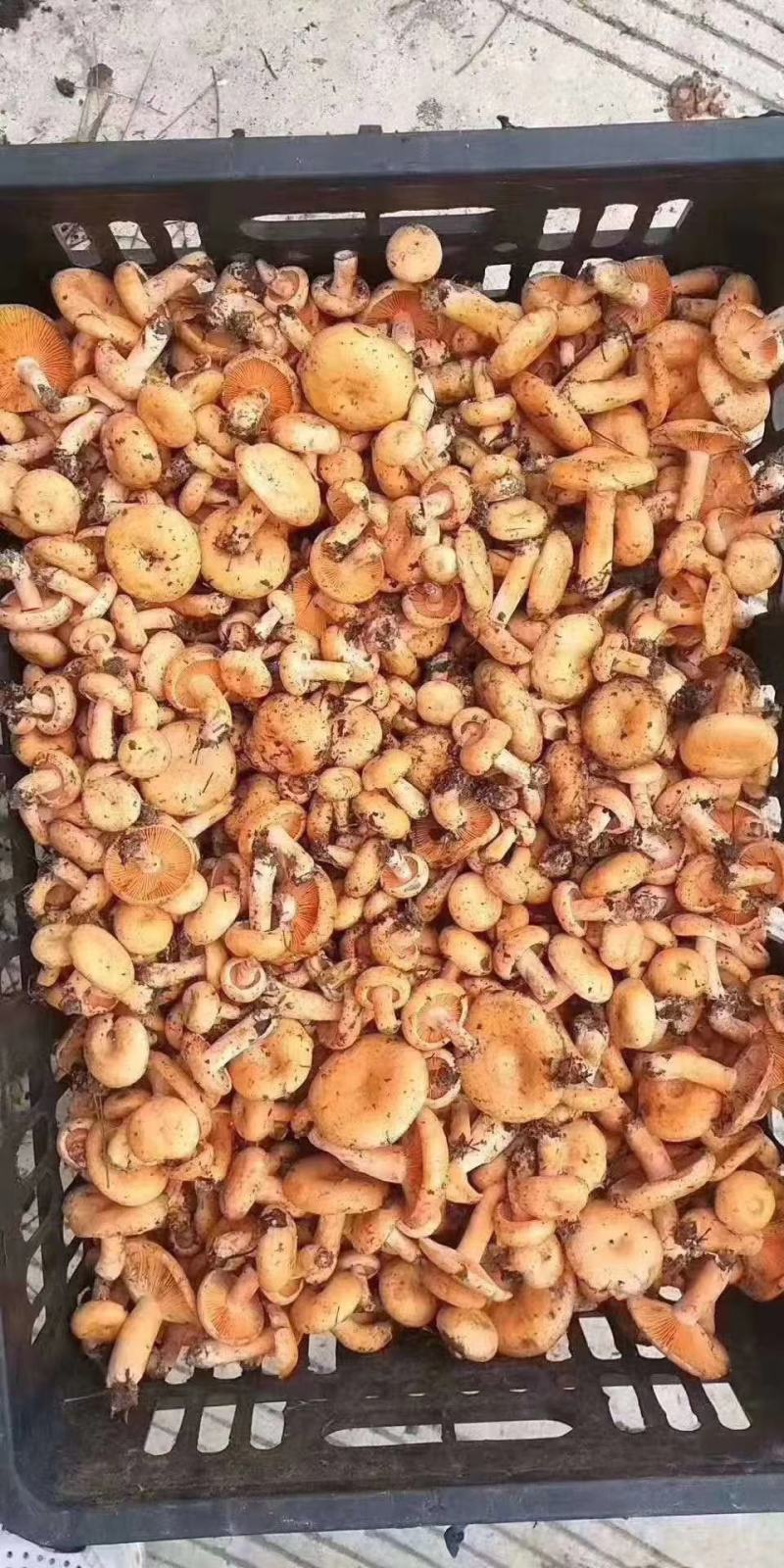 纯精品三指以下