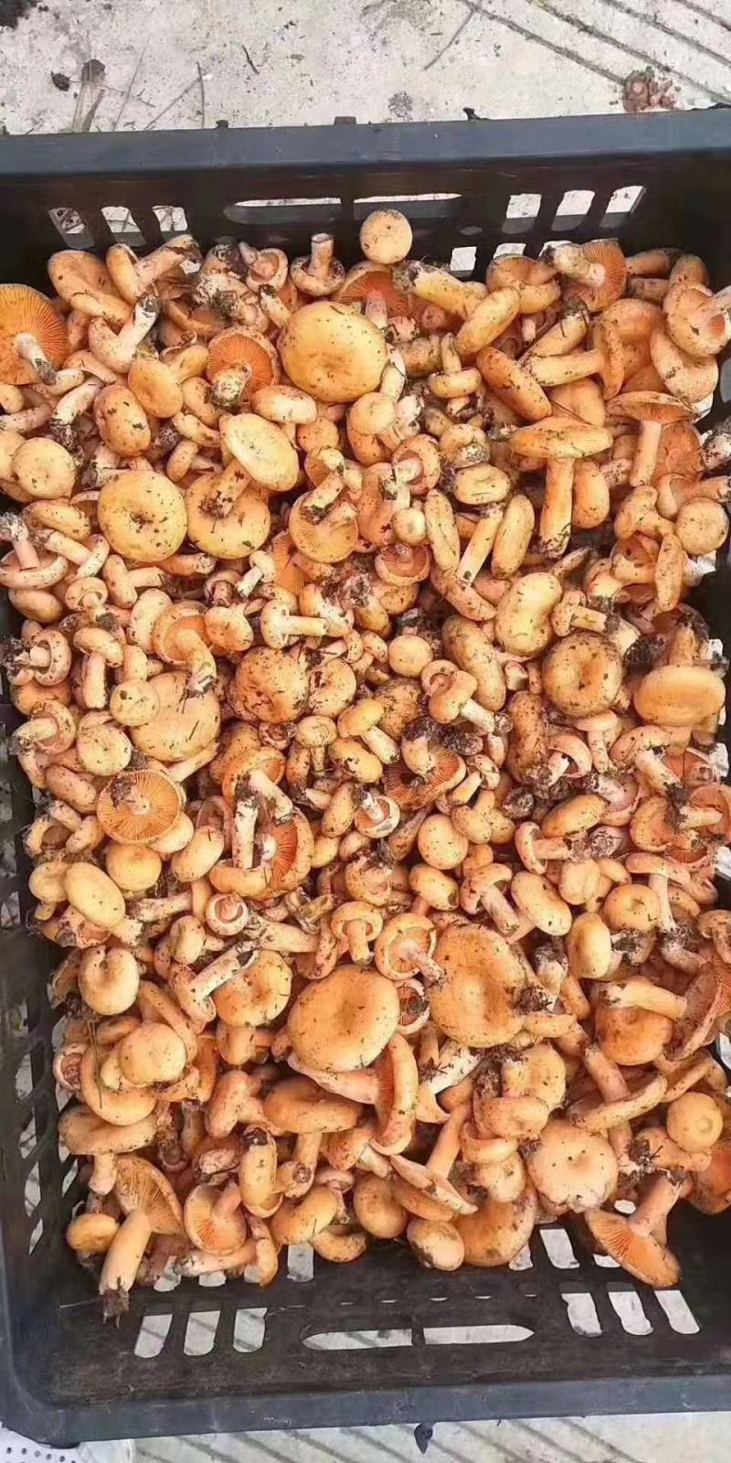 纯精品三指以下