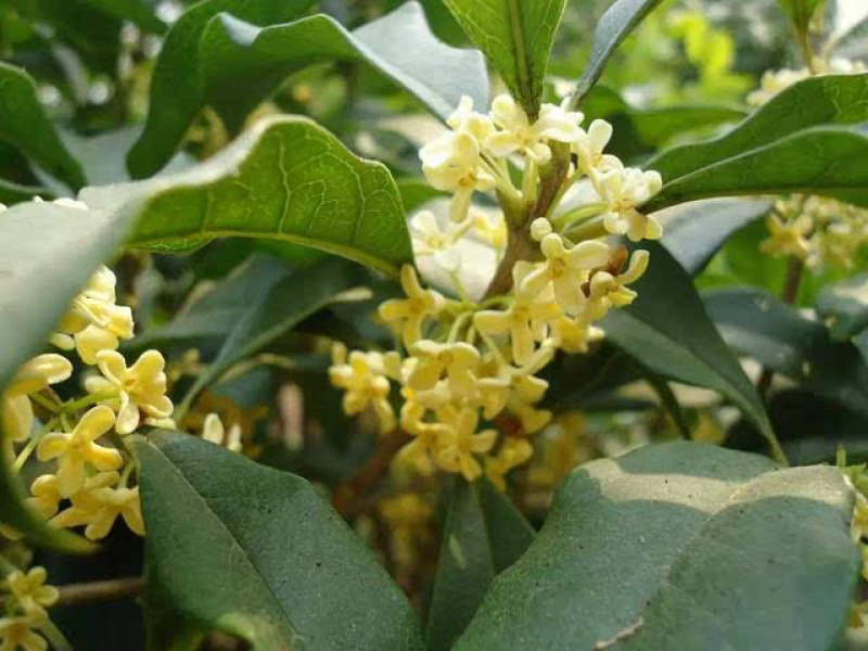盆栽桂花树室内金桂丹桂四季桂阳台盆景开花浓香四季常青绿化