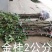 桂花树苗大苗2米高金桂丹桂八月桂征地绿化庭院绿篱花瓶苗