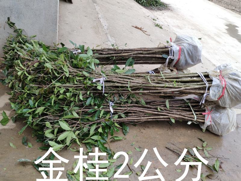 桂花树苗大苗2米高金桂丹桂八月桂征地绿化庭院绿篱花瓶苗