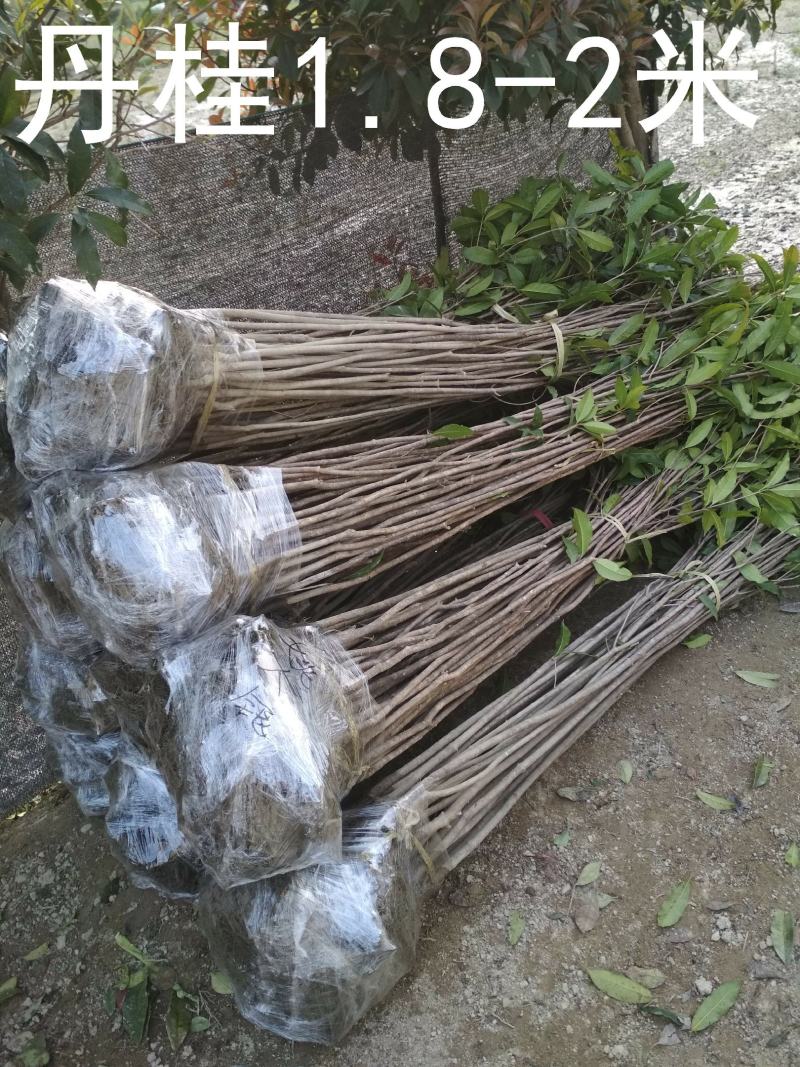 桂花树苗大苗2米高金桂丹桂八月桂征地绿化庭院绿篱花瓶苗