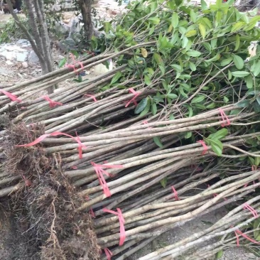 桂花树苗大苗2米高金桂丹桂八月桂征地绿化庭院绿篱花瓶苗