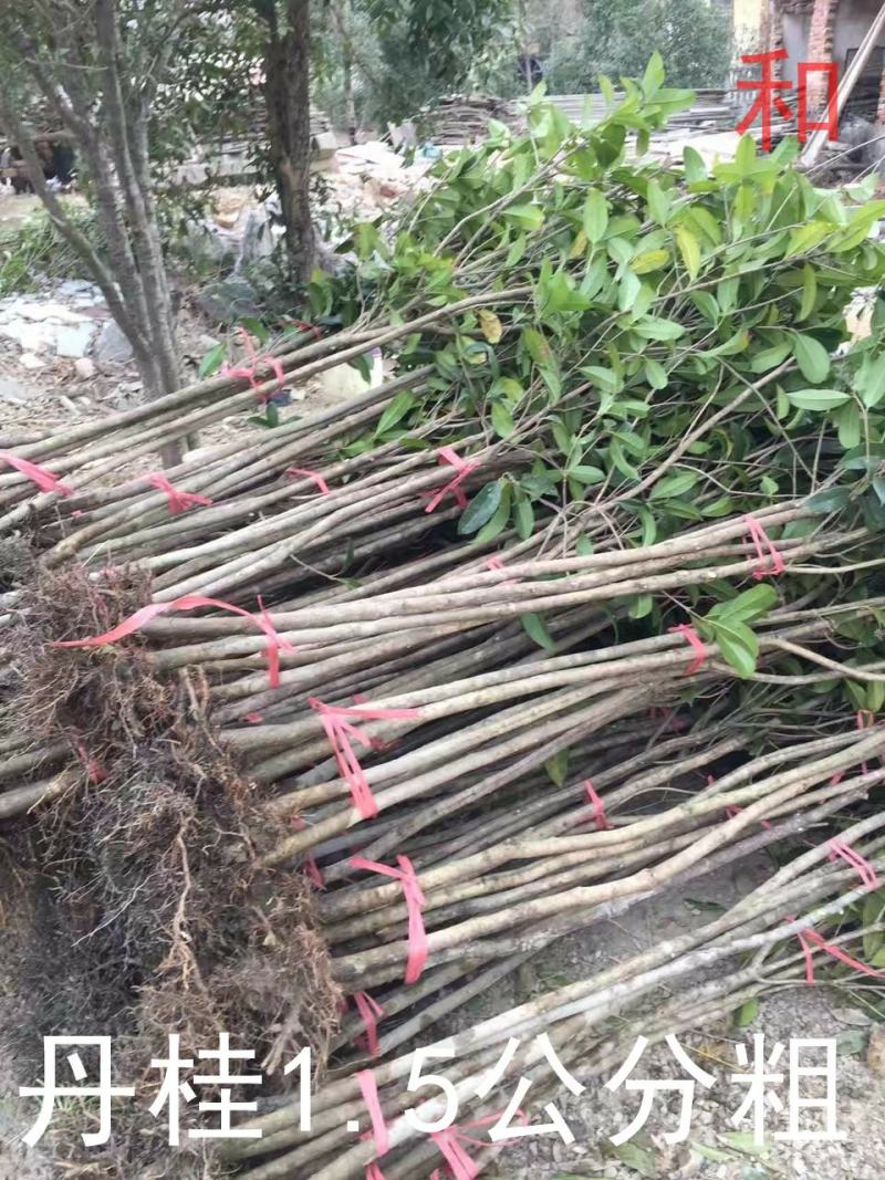 桂花树苗大苗2米高金桂丹桂八月桂征地绿化庭院绿篱花瓶苗