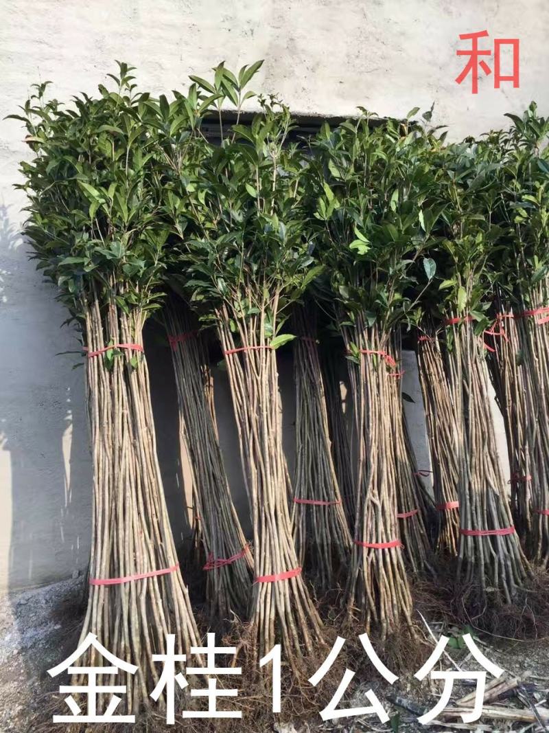 桂花树苗大苗2米高金桂丹桂八月桂征地绿化庭院绿篱花瓶苗