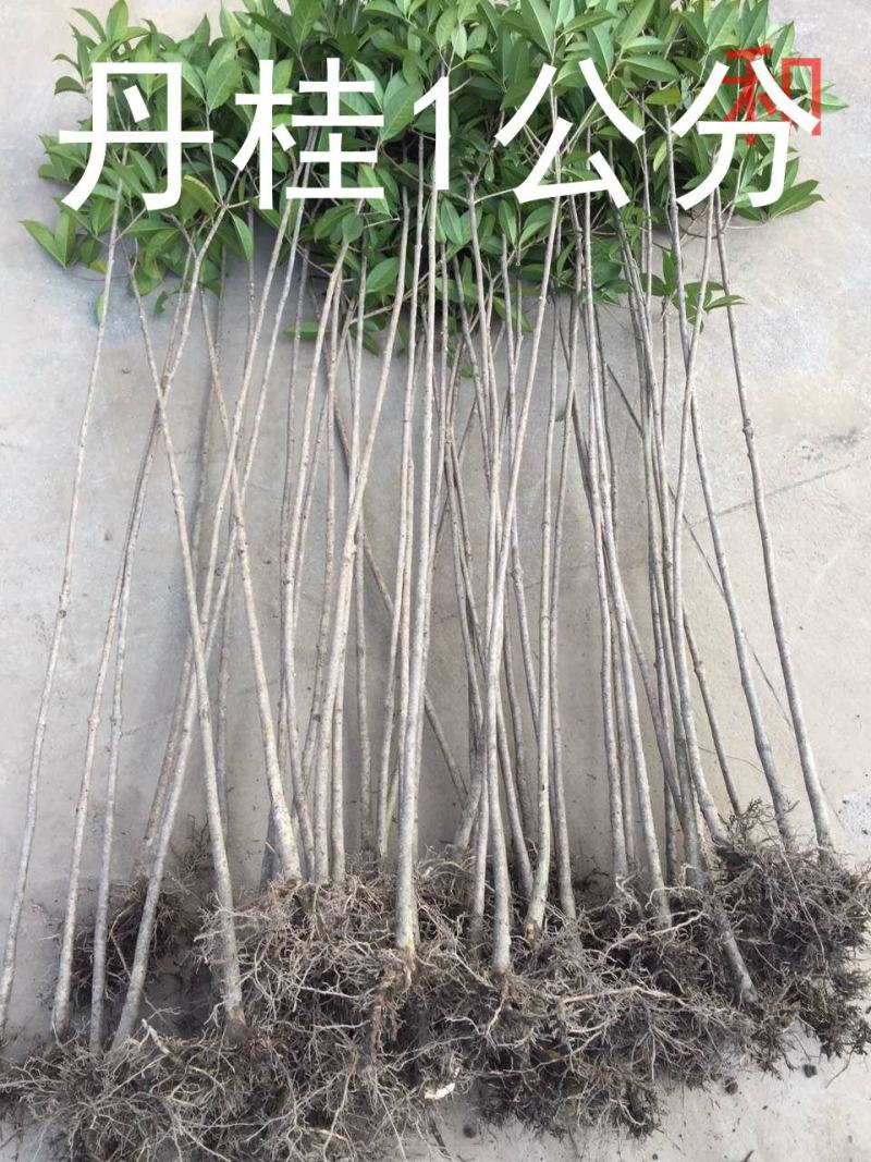 桂花树苗大苗2米高金桂丹桂八月桂征地绿化庭院绿篱花瓶苗
