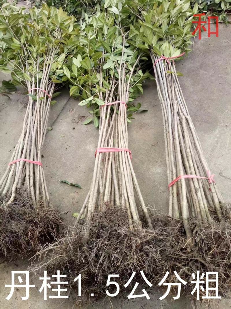 桂花树苗大苗2米高金桂丹桂八月桂征地绿化庭院绿篱花瓶苗