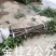 桂花树苗大苗2米高金桂丹桂八月桂征地绿化庭院绿篱花瓶苗