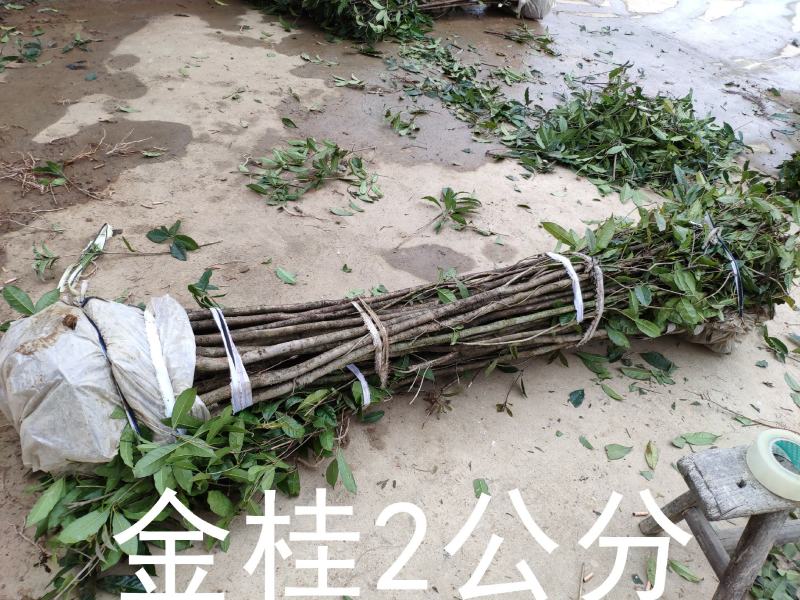 桂花树苗大苗2米高金桂丹桂八月桂征地绿化庭院绿篱花瓶苗