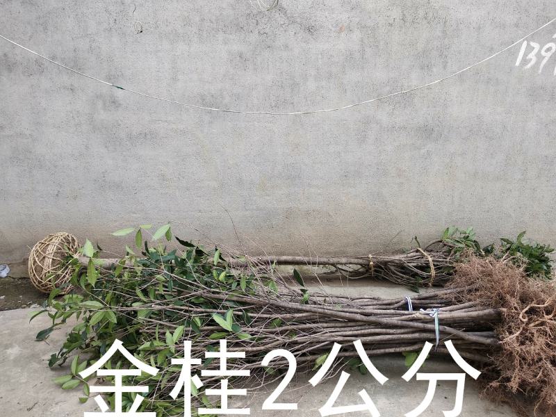 桂花树苗大苗2米高金桂丹桂八月桂征地绿化庭院绿篱花瓶苗