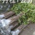 桂花树苗大苗2米高金桂丹桂八月桂征地绿化庭院绿篱花瓶苗