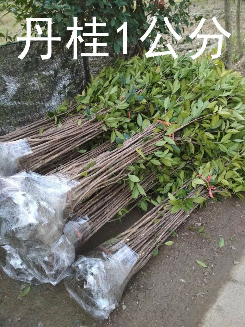 桂花树苗大苗2米高金桂丹桂八月桂征地绿化庭院绿篱花瓶苗