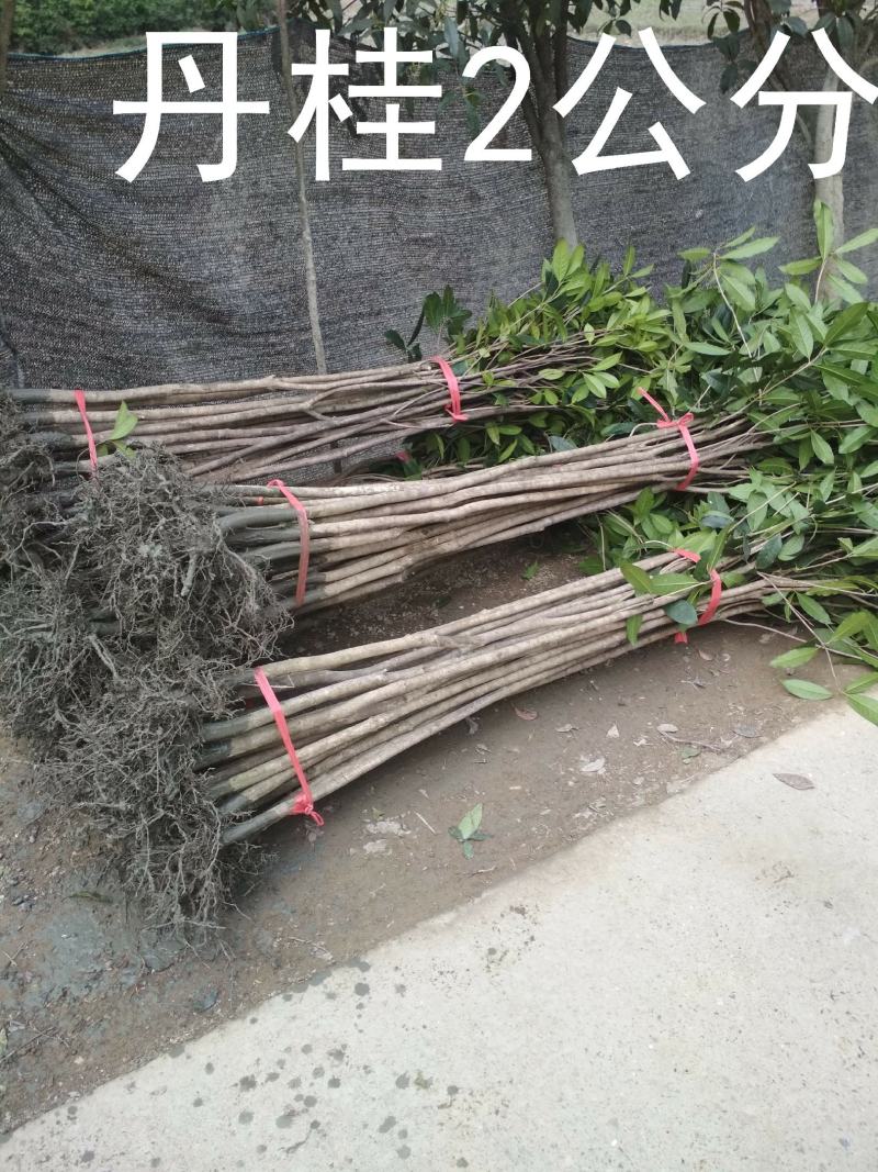 桂花树苗大苗2米高金桂丹桂八月桂征地绿化庭院绿篱花瓶苗