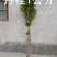 桂花树苗大苗2米高金桂丹桂八月桂征地绿化庭院绿篱花瓶苗
