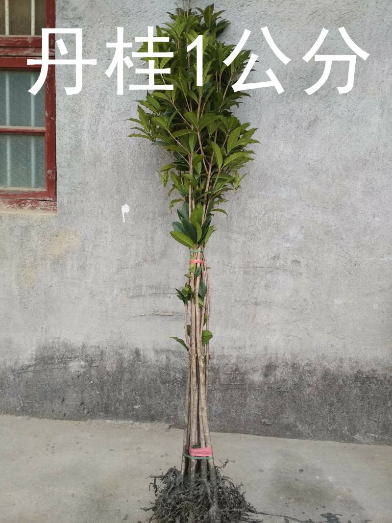 桂花树苗大苗2米高金桂丹桂八月桂征地绿化庭院绿篱花瓶苗