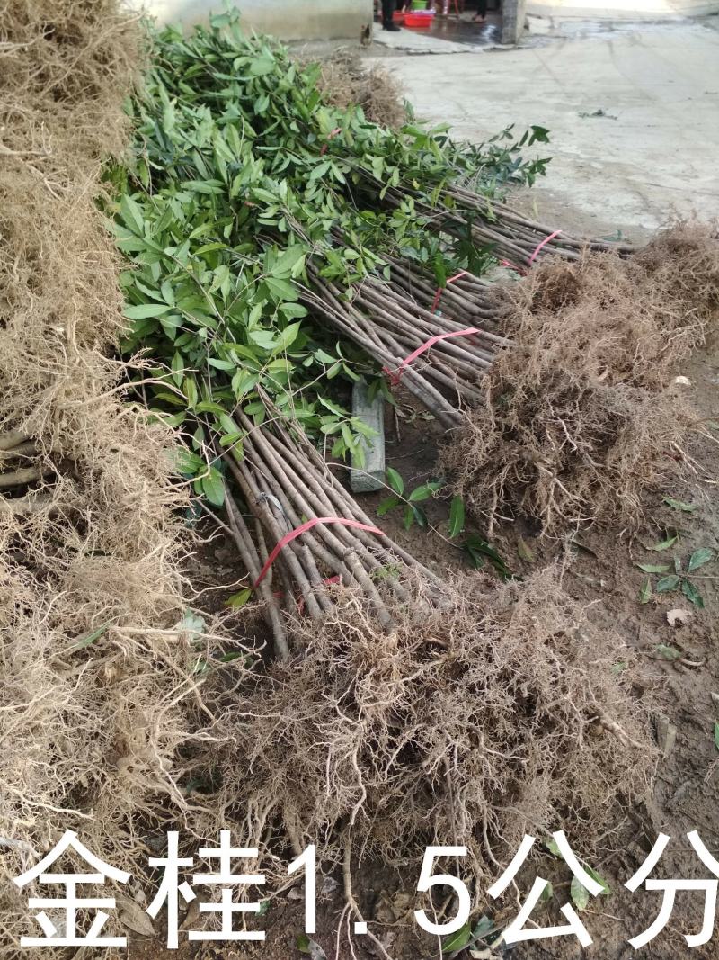 桂花树苗大苗2米高金桂丹桂八月桂征地绿化庭院绿篱花瓶苗