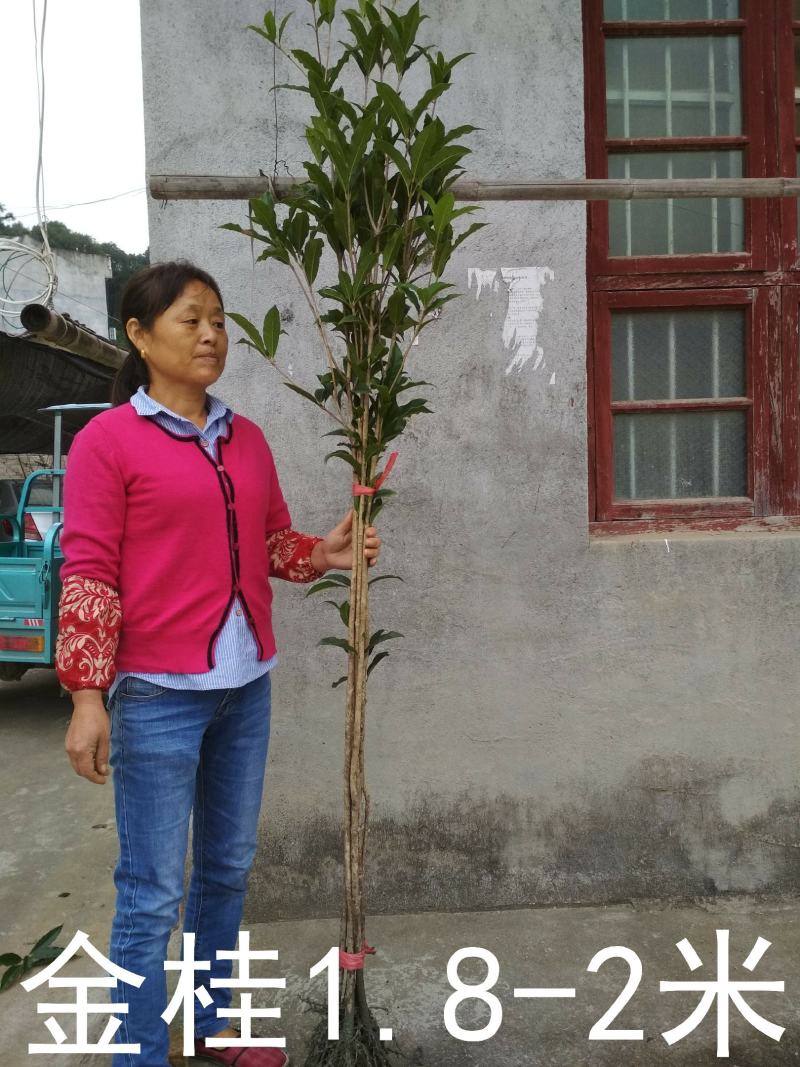 桂花树苗大苗2米高金桂丹桂八月桂征地绿化庭院绿篱花瓶苗