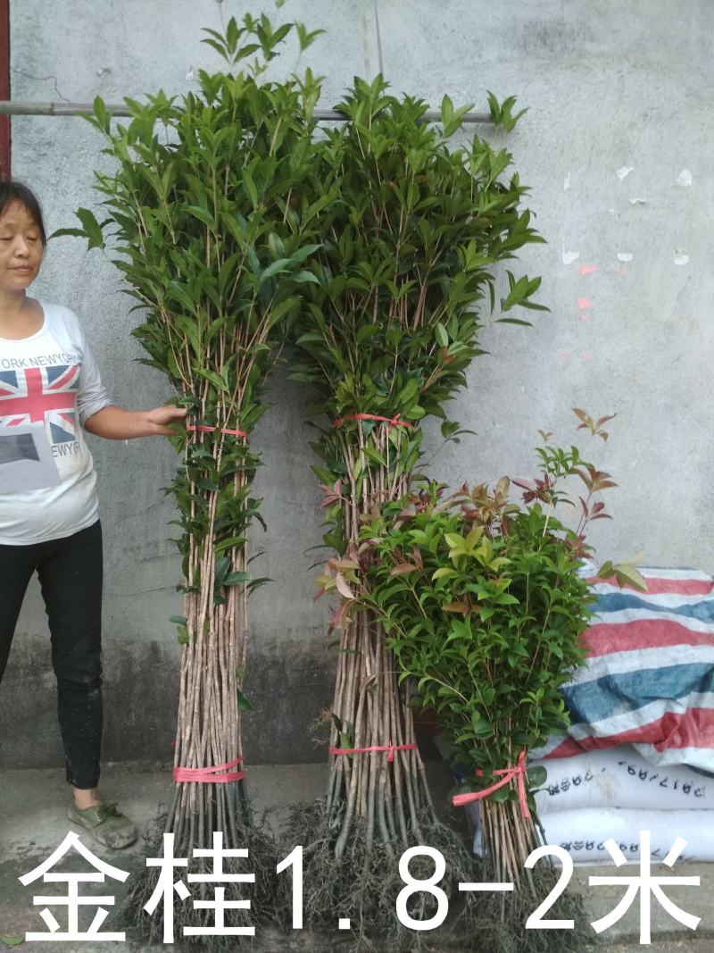 桂花树苗大苗2米高金桂丹桂八月桂征地绿化庭院绿篱花瓶苗