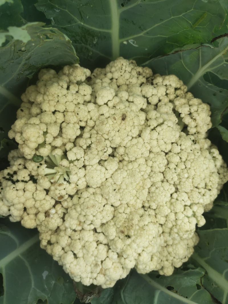 山东有机菜花山东菜花潍坊有机花一手货源无中间商差价