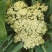 山东有机菜花山东菜花潍坊有机花一手货源无中间商差价