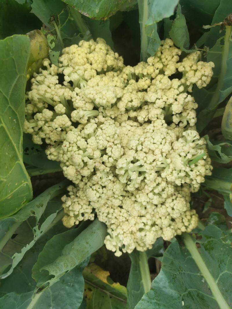 山东有机菜花山东菜花潍坊有机花一手货源无中间商差价