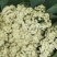 山东有机菜花山东菜花潍坊有机花一手货源无中间商差价
