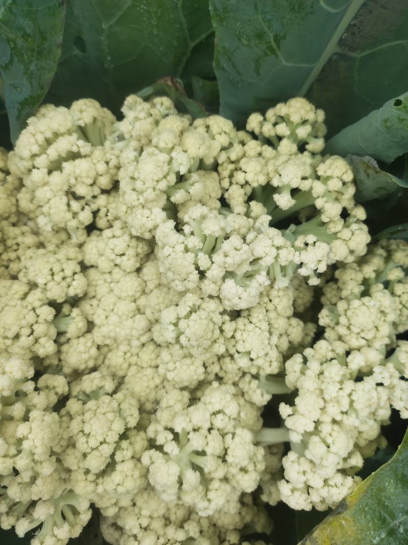 山东有机菜花山东菜花潍坊有机花一手货源无中间商差价