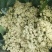 山东有机菜花山东菜花潍坊有机花一手货源无中间商差价