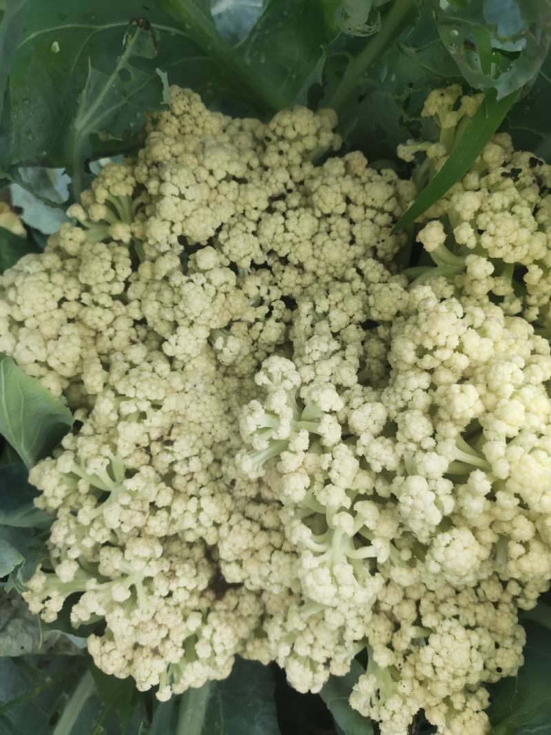 山东有机菜花山东菜花潍坊有机花一手货源无中间商差价