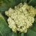 山东有机菜花山东菜花潍坊有机花一手货源无中间商差价