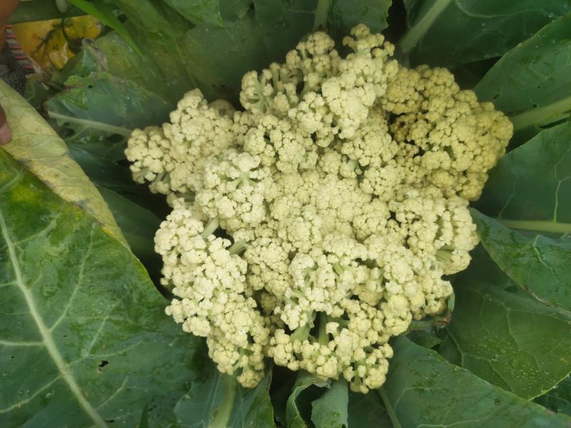 山东有机菜花山东菜花潍坊有机花一手货源无中间商差价