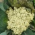 山东有机菜花山东菜花潍坊有机花一手货源无中间商差价