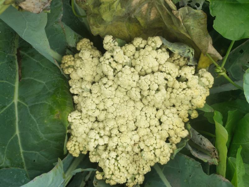 山东有机菜花山东菜花潍坊有机花一手货源无中间商差价