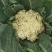山东有机菜花山东菜花潍坊有机花一手货源无中间商差价