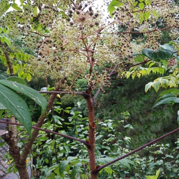 檧木根，檧木根干片，段子，野生鹰不扑，鸟不落
