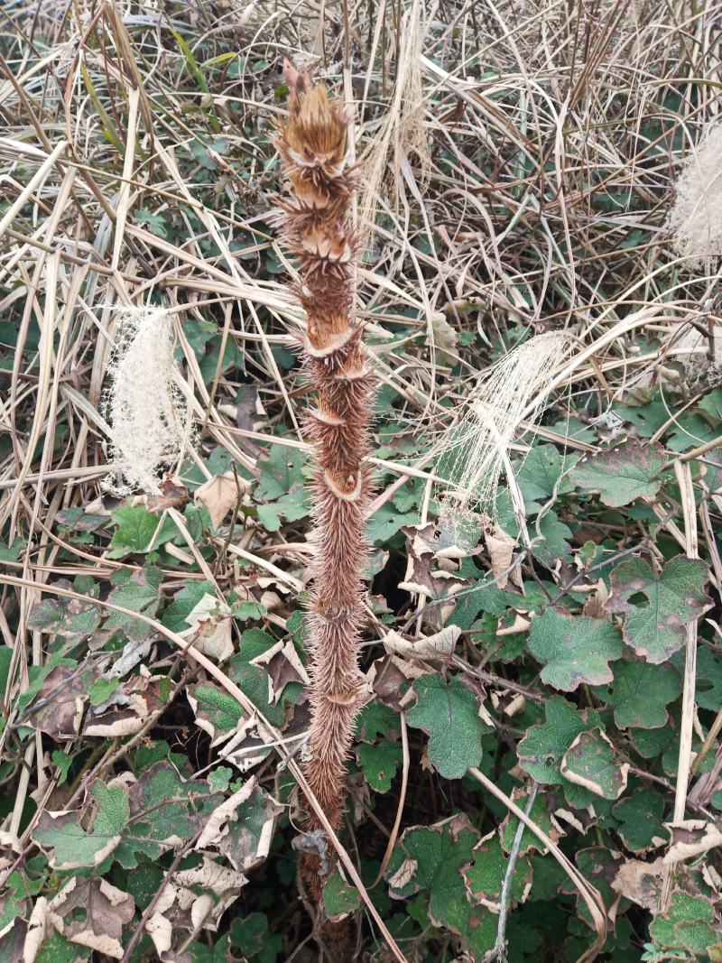 檧木根，檧木根干片，段子，野生鹰不扑，鸟不落