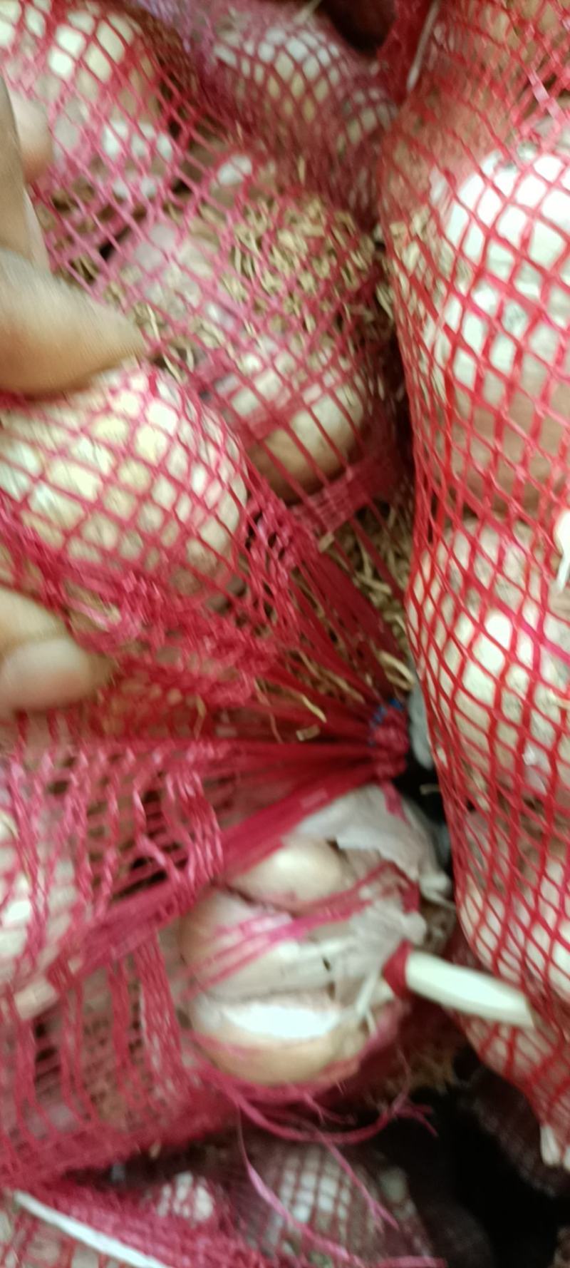 精品养蒜黄毛头精品养蒜黄料毛头，精品养蒜黄料毛头