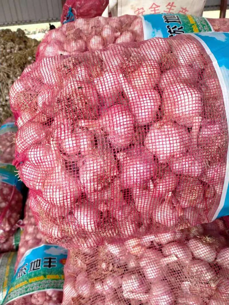 精品养蒜黄毛头精品养蒜黄料毛头，精品养蒜黄料毛头