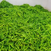 《湖北湘研15鲜辣椒》产地批发/量大从优/欢迎来电洽谈合作