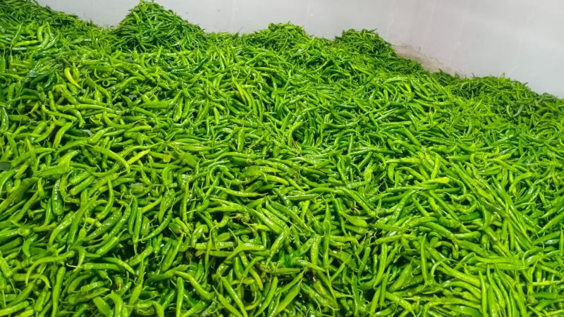 湖北荆州湘研15大量有货