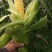 泰阳花水果玉米，个大无虫，8000斤现货