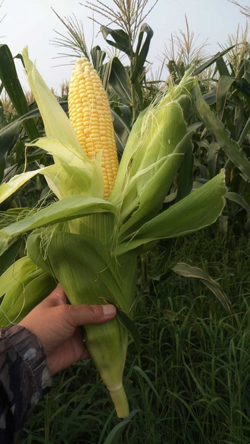 泰阳花水果玉米，个大无虫，8000斤现货