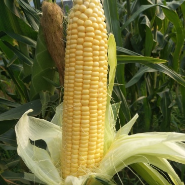 泰阳花水果玉米，个大无虫，8000斤现货