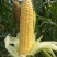 泰阳花水果玉米，个大无虫，8000斤现货
