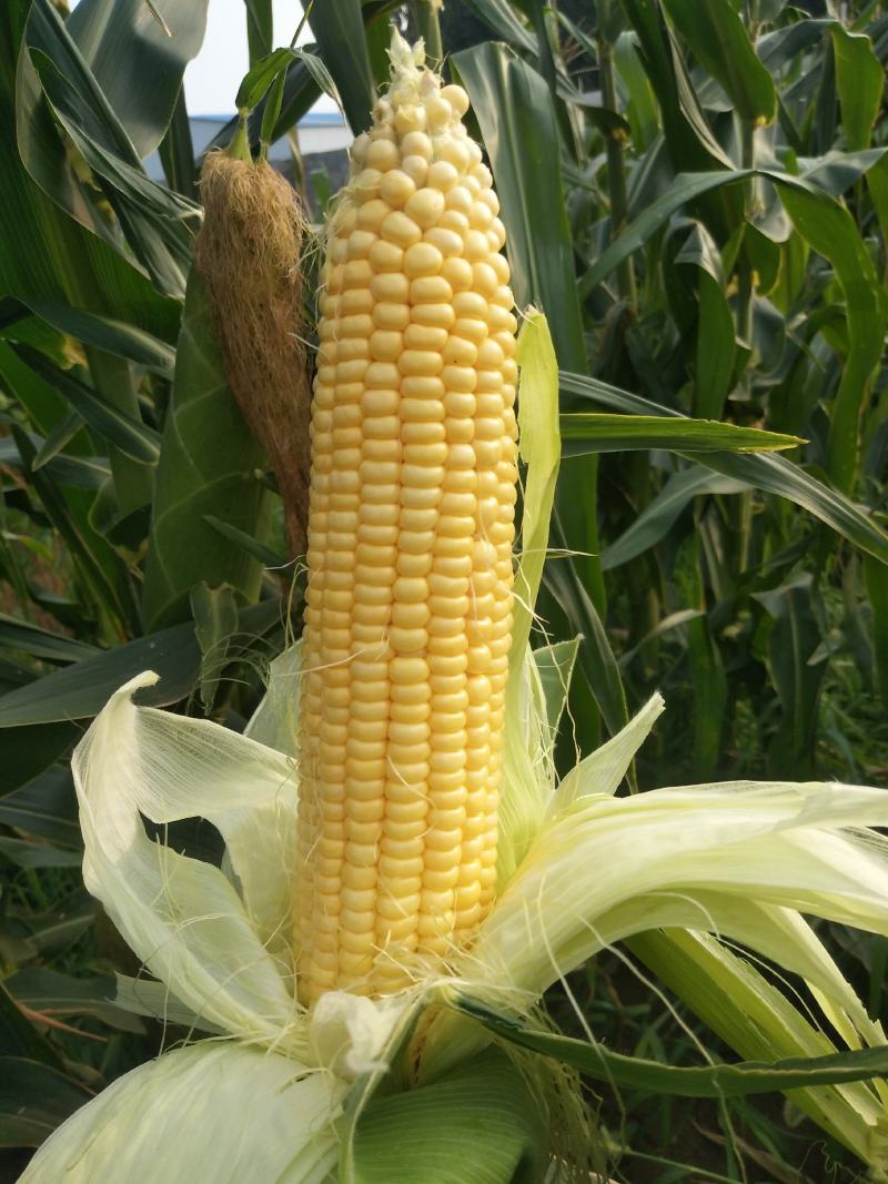 泰阳花水果玉米，个大无虫，8000斤现货