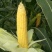 泰阳花水果玉米，个大无虫，8000斤现货