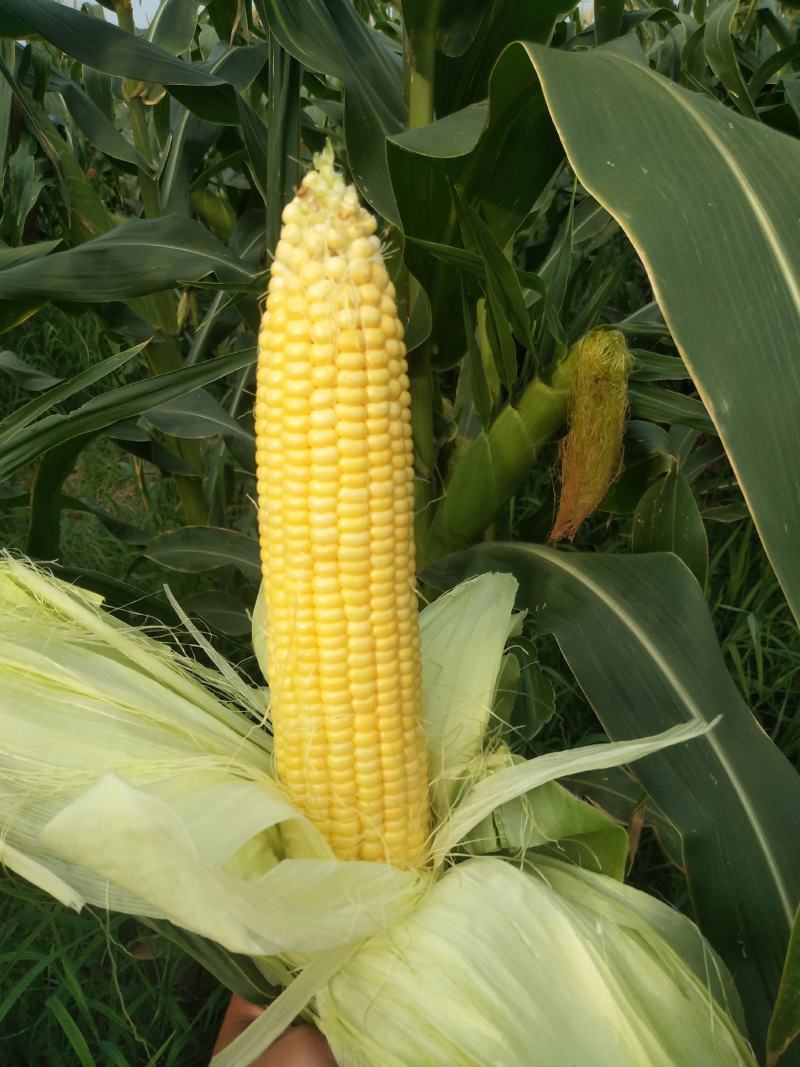 泰阳花水果玉米，个大无虫，8000斤现货