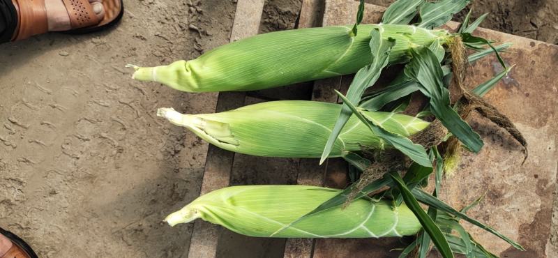 泰阳花水果玉米，个大无虫，8000斤现货