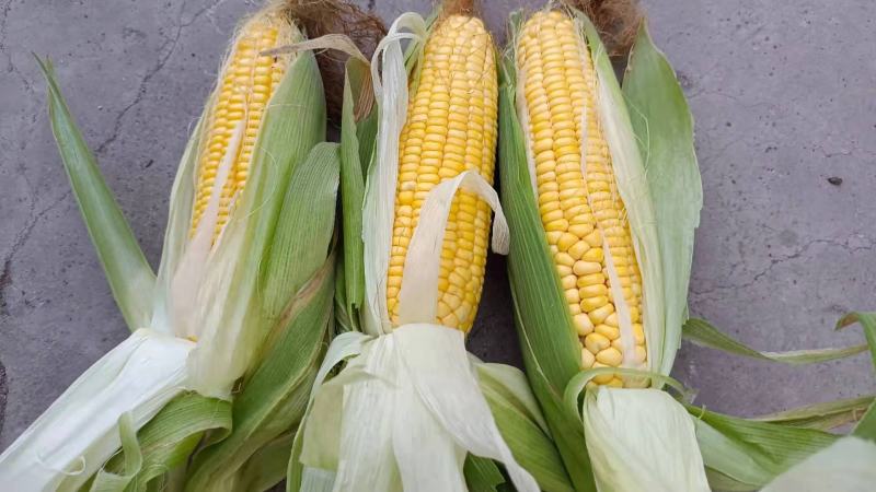 泰阳花水果玉米，个大无虫，8000斤现货